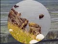 Danny Boy - Irish Traditional Tune