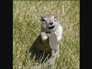 squirrel singing 