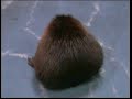 Beaver Beaver