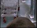 Beaver