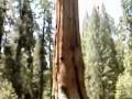 Image of Sequoia