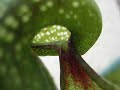 darlingtonia californica