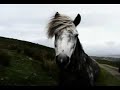 ENYA  EIRE/ IRLANDE