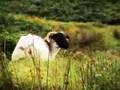 ENYA  EIRE/ IRLANDE