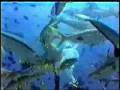 videos de moorea2.wmv