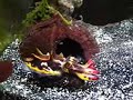Flamboyant Cuttlefish