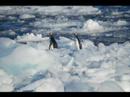 IAE International Antarctic Expedition 2008