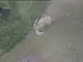 Dog has itch scratches back in unusual way