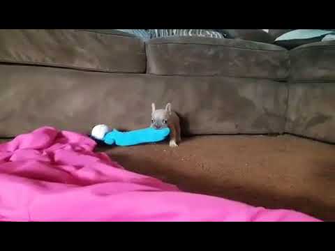 Denim Mini Blue Fawn Frenchie