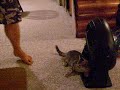 Helix playing fetch Helix playing fetch