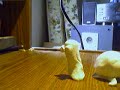 Clay Fight
