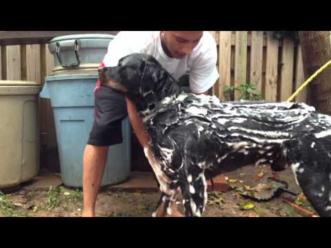 Rottweiler