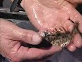 80 - Fish, Animals with Backbones 80 - Fish, Animals with Backbones