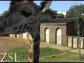 Giraffe investigates camera lens