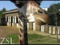 Giraffe investigates camera lens