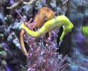 Hippocampus reidi - langschn�utziges seepferdchen