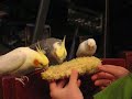 cockatiels and their budgie friend eating corn together