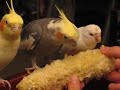 cockatiels and their budgie friend eating corn together