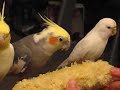 cockatiels and their budgie friend eating corn together