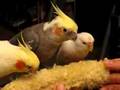cockatiels and their budgie friend eating corn together