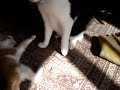 With Room-Mate 1  (=^..^=)