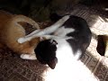 With Room-Mate 1  (=^..^=)