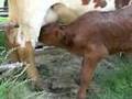 videos de 