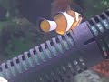 My 55gal FOWLR