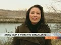 Asian Carp Threatens Great Lakes, Local Economy: Video