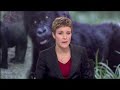 Africa's endangered mountain gorillas - 25 Sep 07