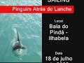 hora do lanche pinguim!