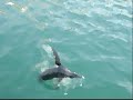 hora do lanche pinguim!