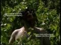 Satyrs... on the road Σάτυροι... στο δρόμο trailer