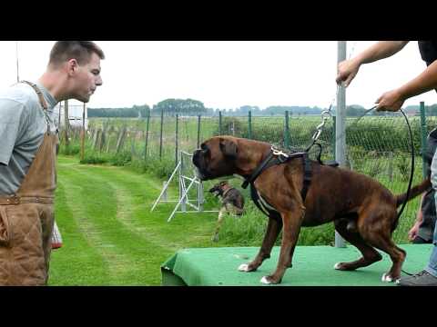 YouTube Трейлер