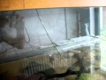 My 1600 l aquarium cracked and leaking !! part 1/2
