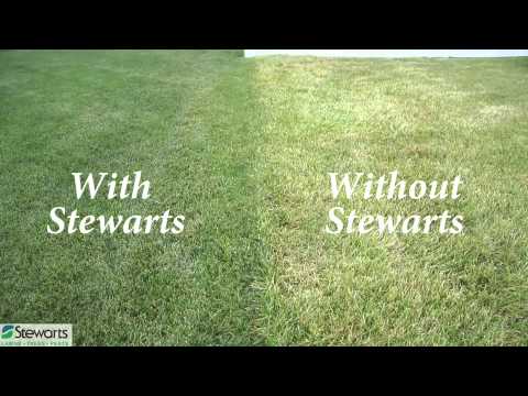 how to replant grass after grubs