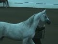 US Arabian Gelding In-Hand Section B Part 1