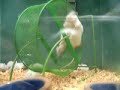 Pet Store Fun
