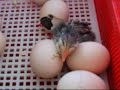 Happy Chicken