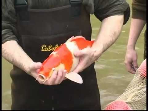 how to fertilized koi eggs