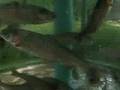 Rainbow Trout in the japanese trout lab