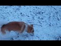 ロジャー・ウォーターズ