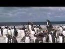gentoo penguin colony