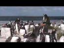 gentoo penguin colony