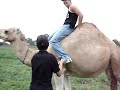 camel toe camel toe