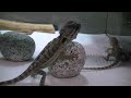 Our Newest Reptiles