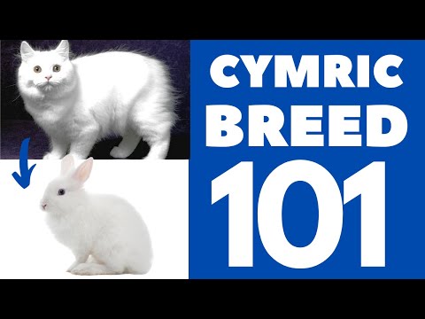 Cymric Cat 101 : Breed & Personality