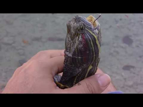 how to eliminate turtle odor