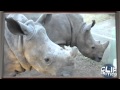 Baby Rhino Sounds