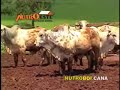 Confinamento Bovino Cattle Feedlot Nutroeste Nutri��o Animal